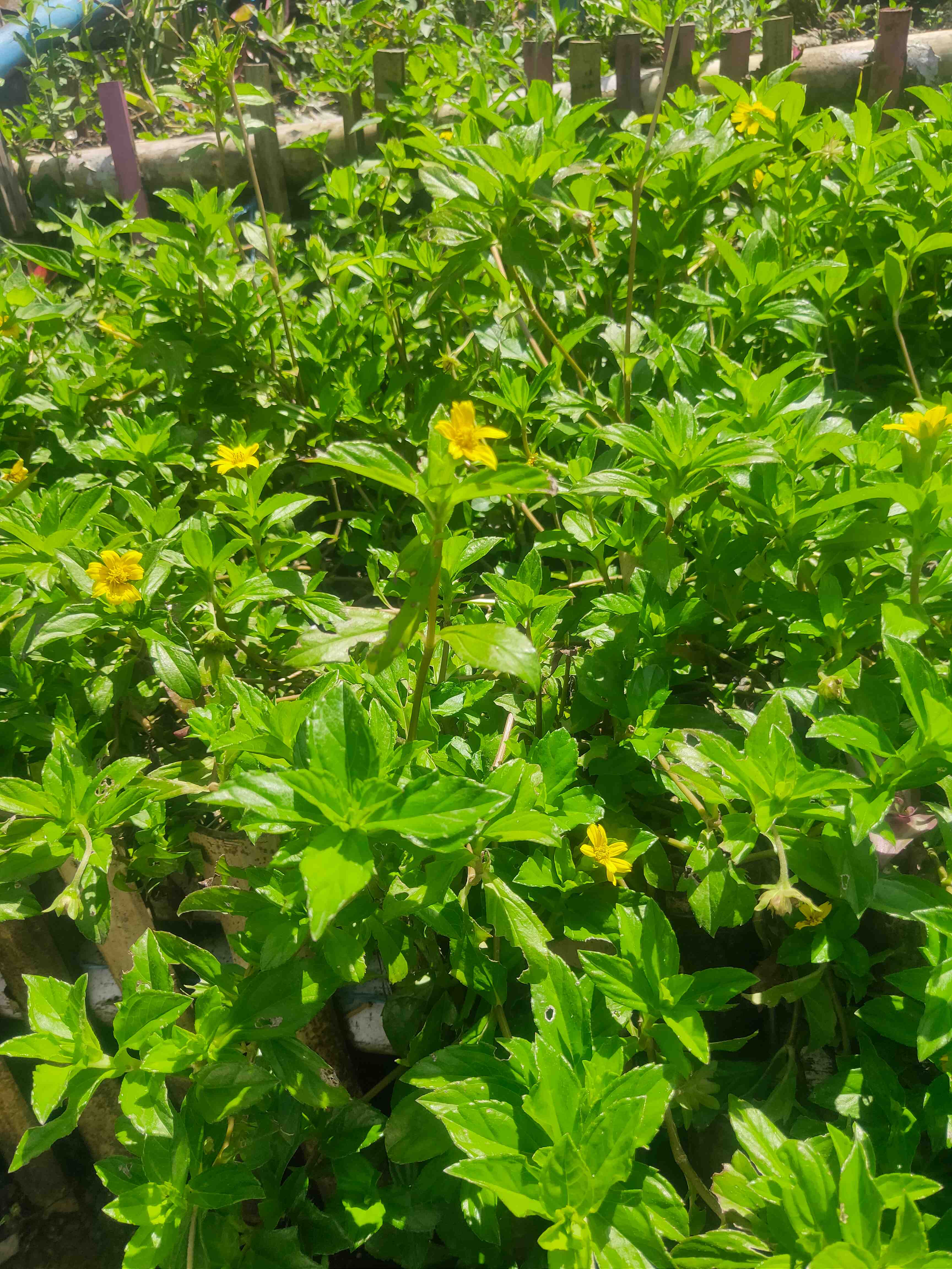 Bunga Matahari Kecil